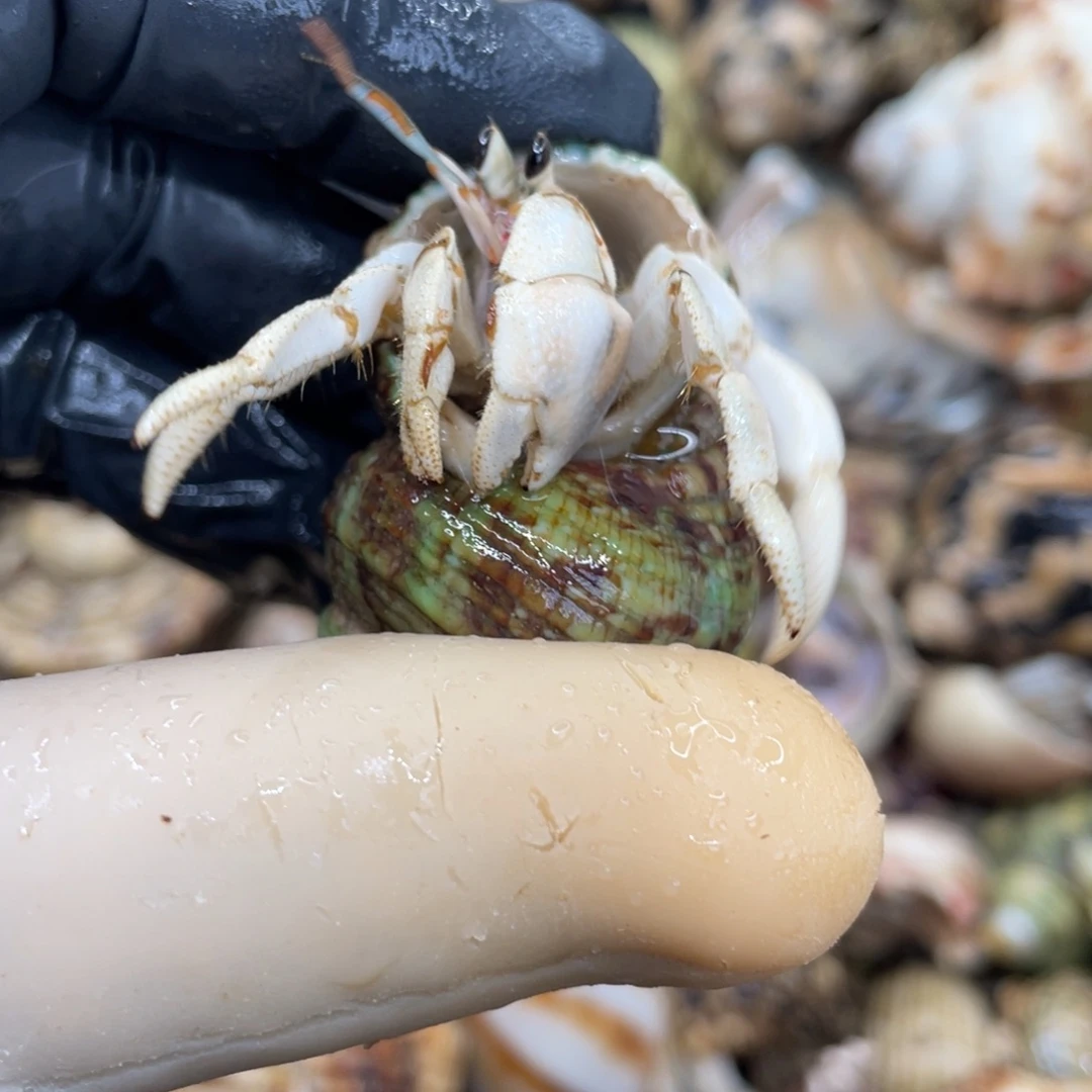 不退不换活体宠物23