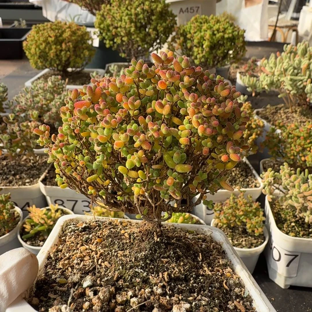 882蜜橘糖球一物一拍