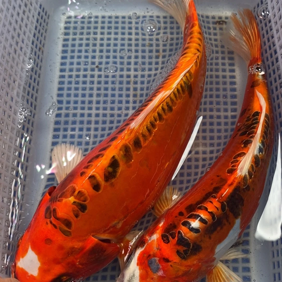 锦鲤冷水锦鲤包邮