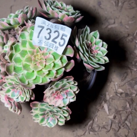 半糖荔枝多肉植物法师7325