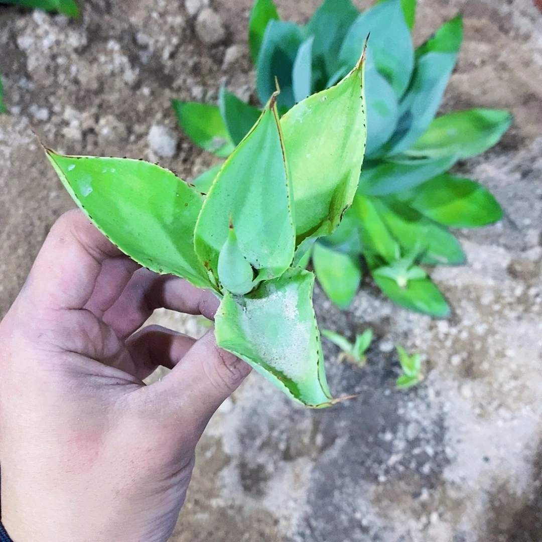 绿荷ucb砍头芽一颗无根