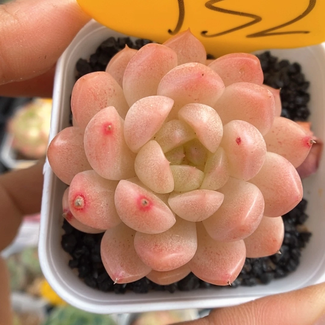 糖心珍妮732号。