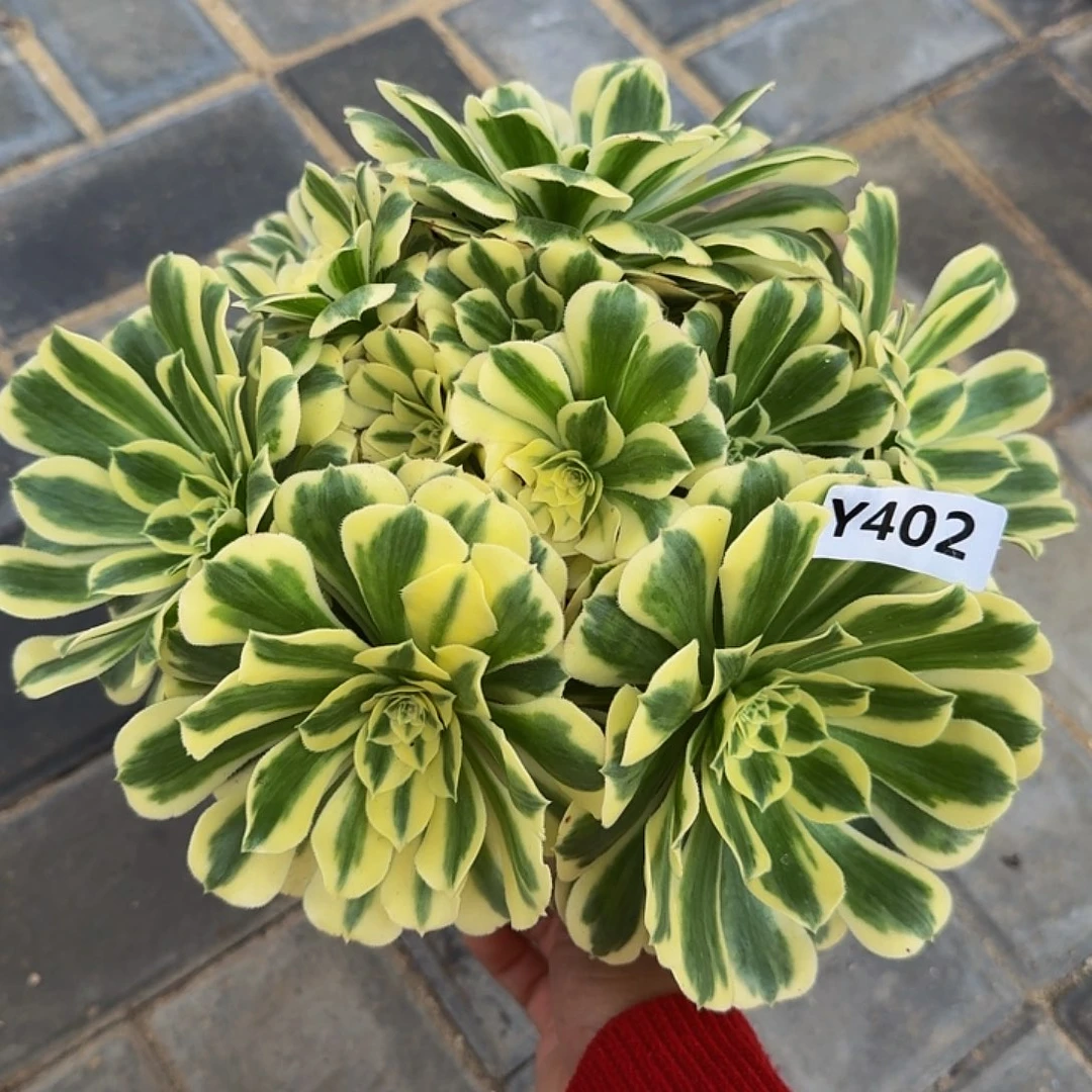 402迈巴赫4444冠服24左右