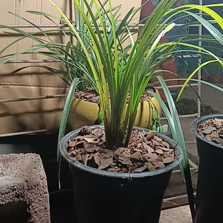 秋之兰花草一物一拍