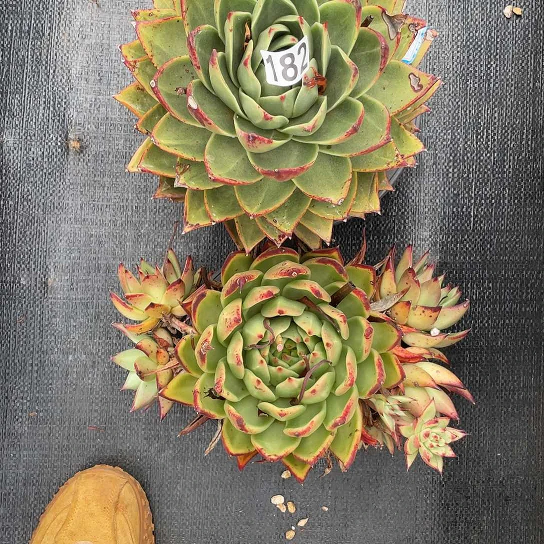 若如东云组拍182