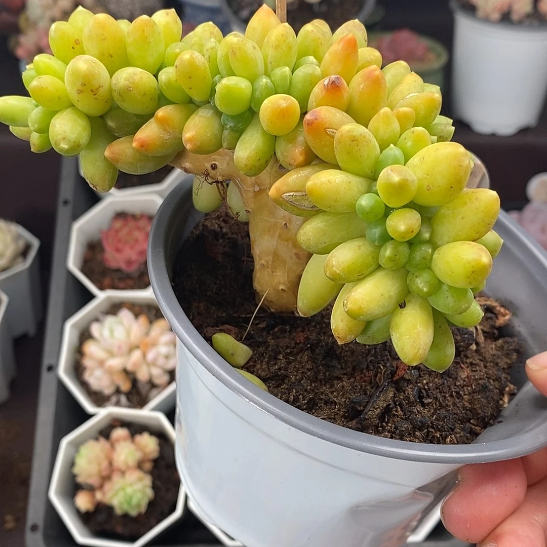 0090 黄香蕉 12cm