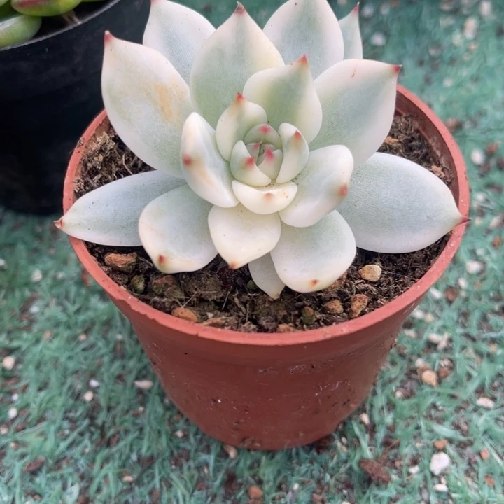 秋可园艺 吉娃娃锦