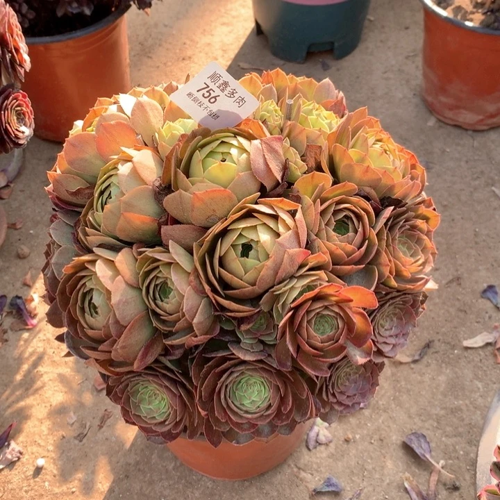 756万圣节多肉植物特价不售后