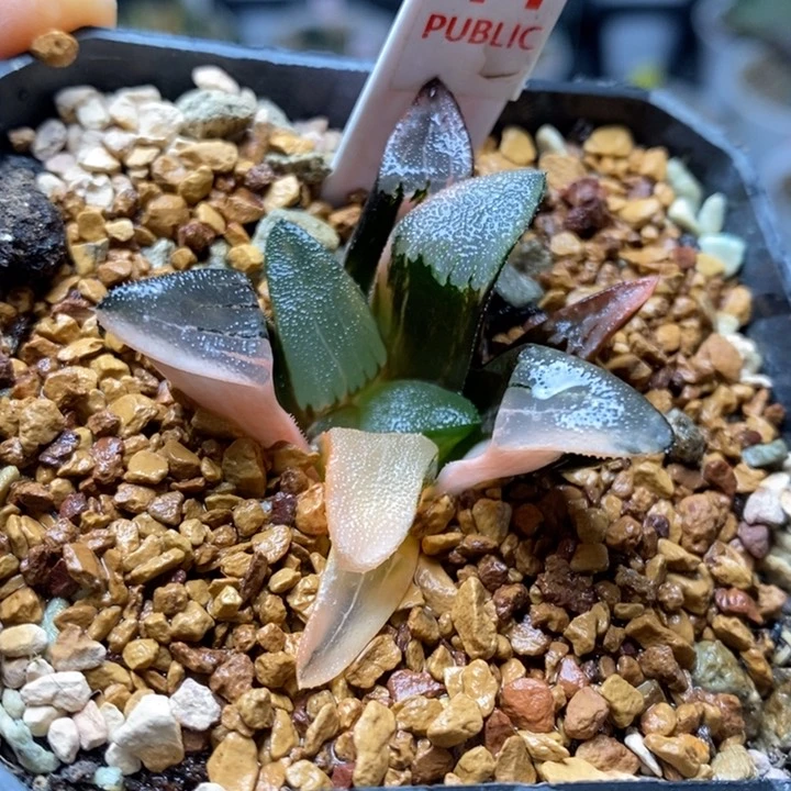 11号克锦多肉植物带盆