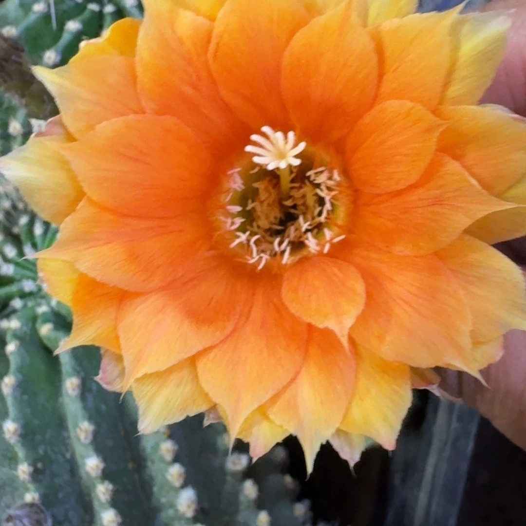 23金刚8歪4公分左右无根侧牙，20包邮