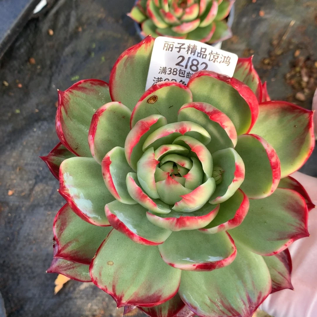 老****2182号多肉植物惊鸿12