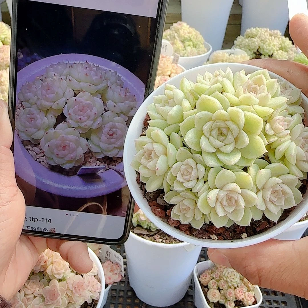 1206-57（ttp-114）优选麦杆