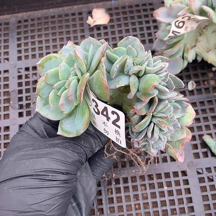 白凤缀化 瑕疵 多肉植物 9.25 号左右发