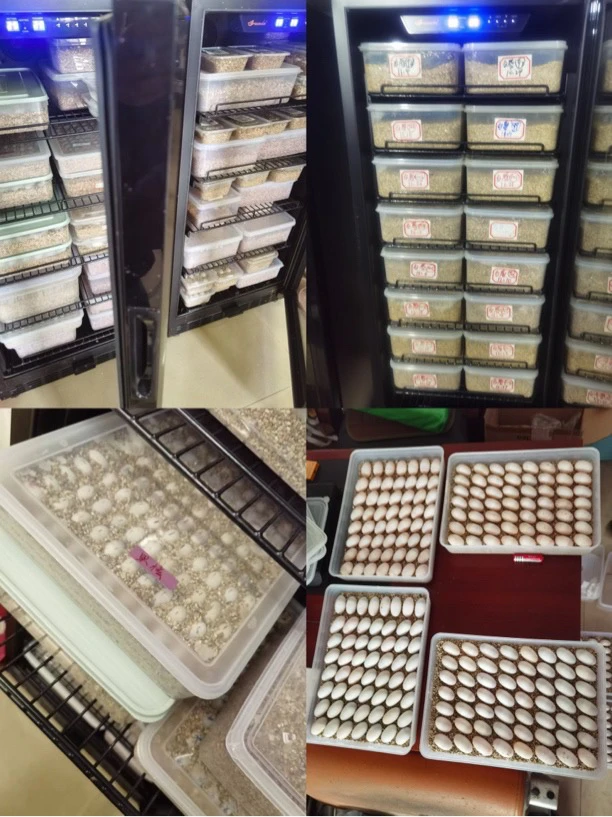 【可孵化蛋】123龟宠直播间链接 果核剃刀红面头盔墨蛋麝香虎泥