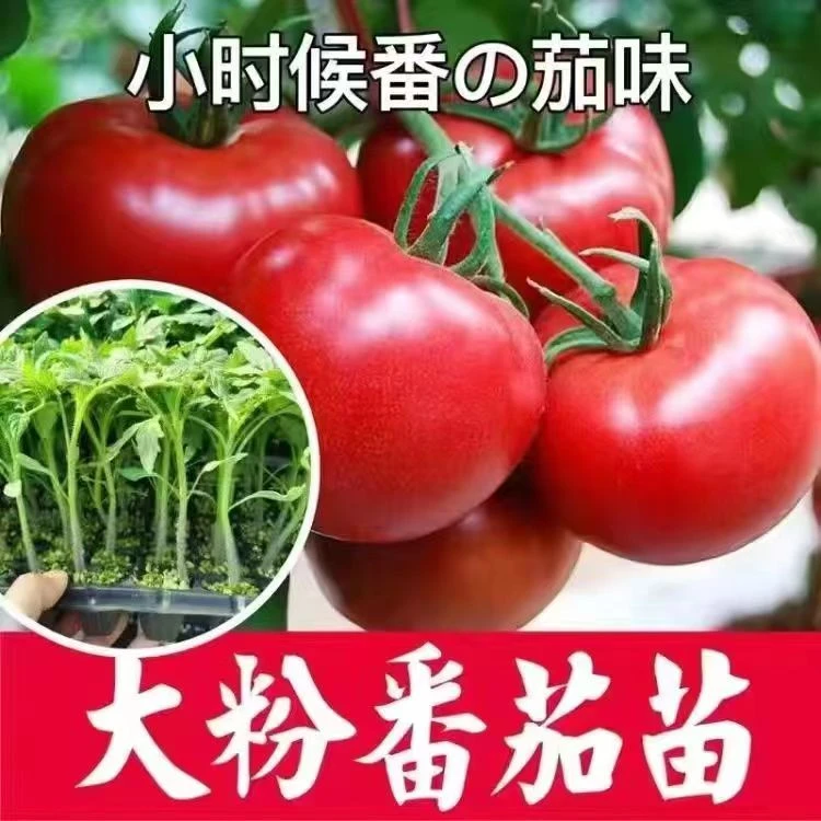 大粉西红柿秧苗家庭盆栽蔬菜高产番茄苗阳台种植