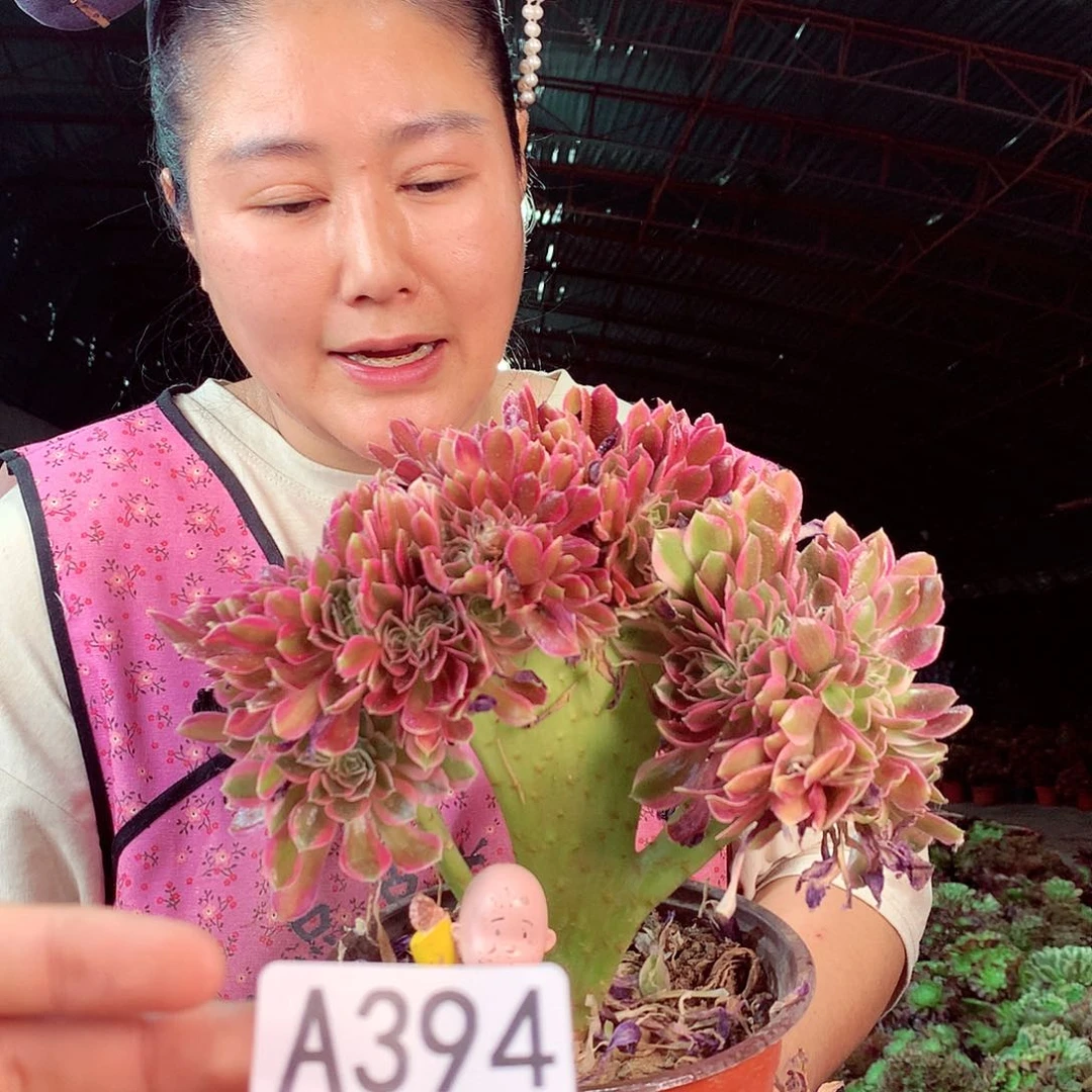 无花朵柒哥多肉法师不包侧断枝394