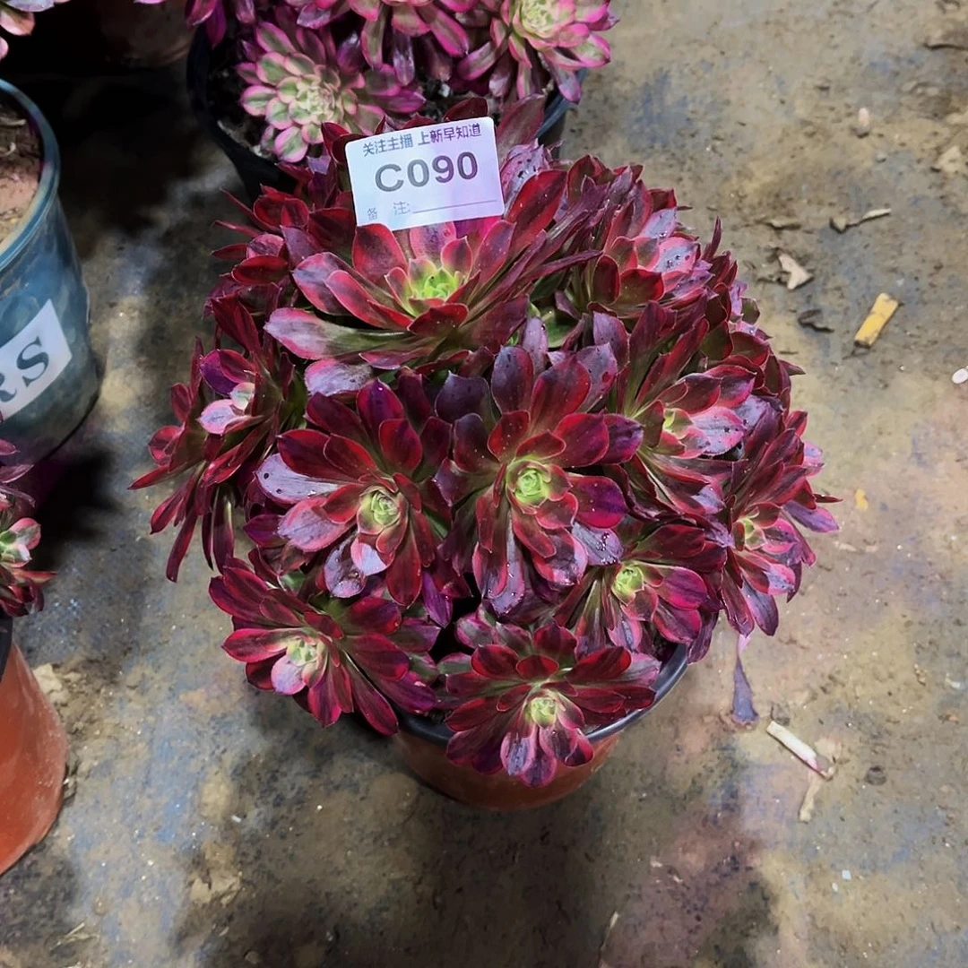 多肉植物090安娜