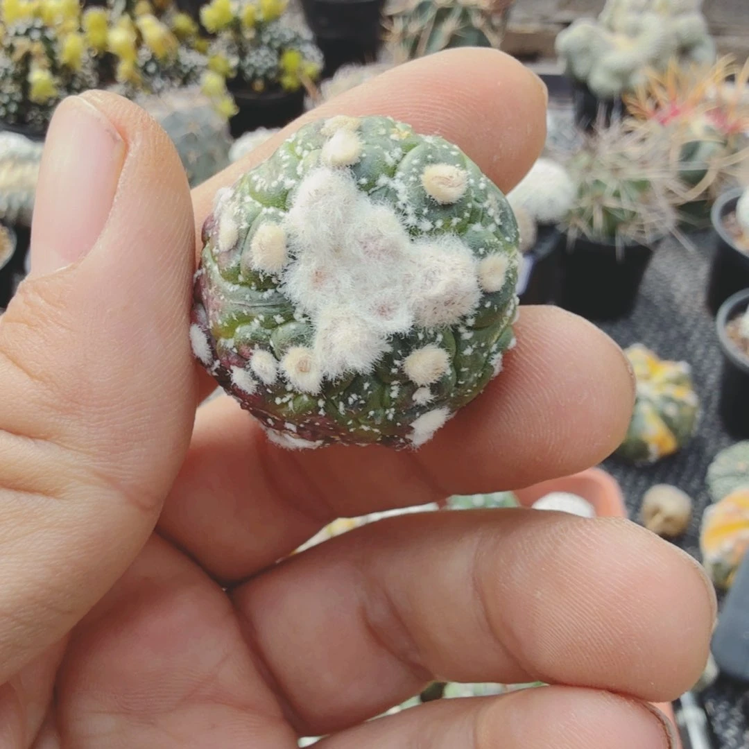 无*多肉植物多肉植物