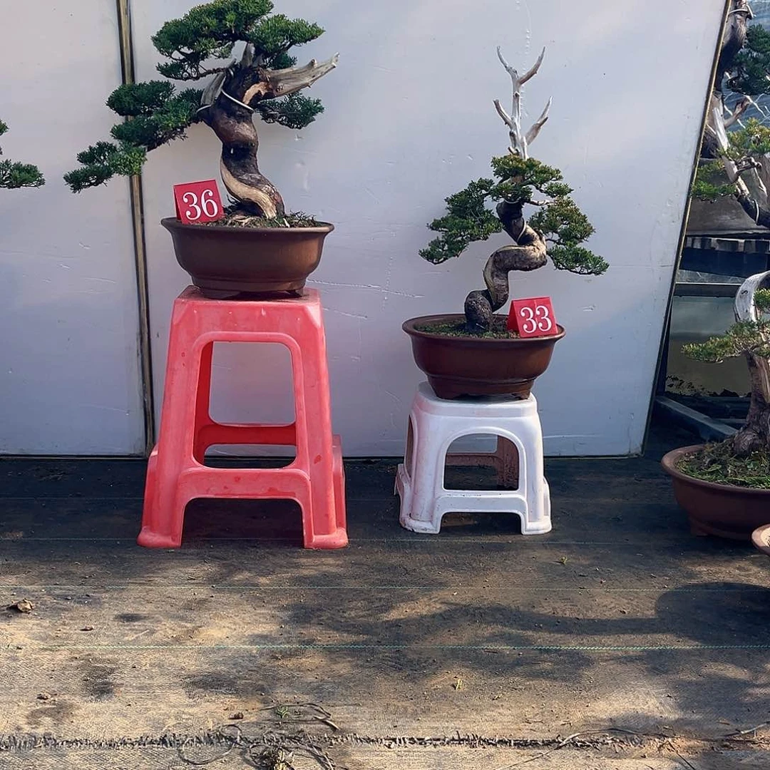 无花朵钱*济州真柏盆景