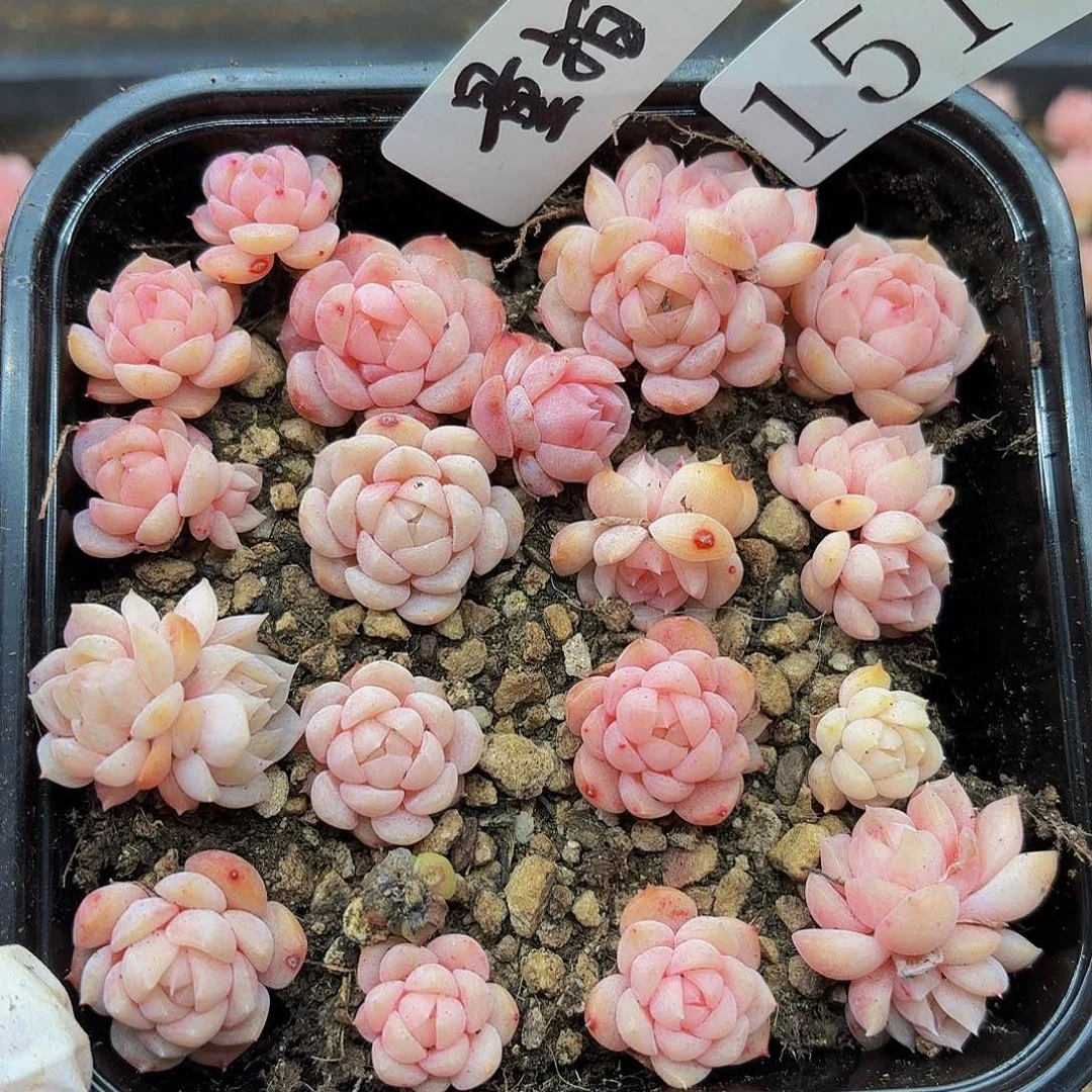 多肉植物多肉植物151量拍