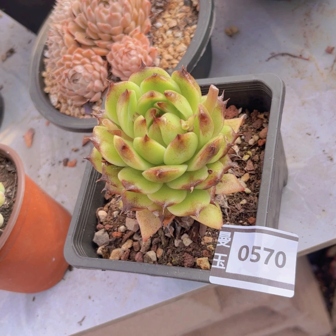 水晶杂多肉植物0570