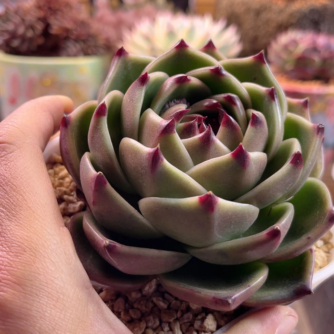 天***W1.17-37超级蓝龙