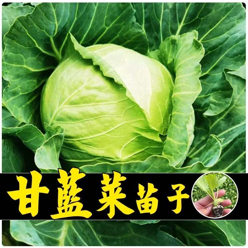 甘蓝苗包菜苗卷心菜苗水果甘蓝苗薄皮脆甜大头包心菜秧苗耐寒春季
