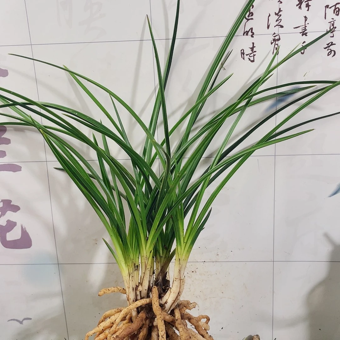 望***风完全开放兰花兰花