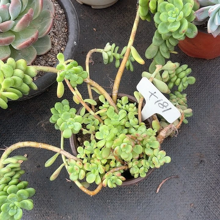 晨语多肉，一物一拍香格里拉181