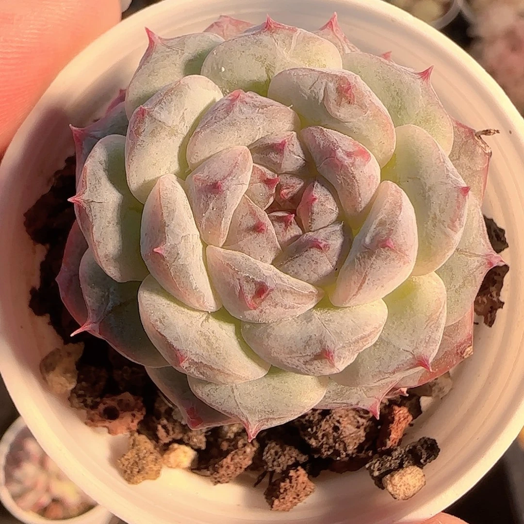 多肉1126-119福利