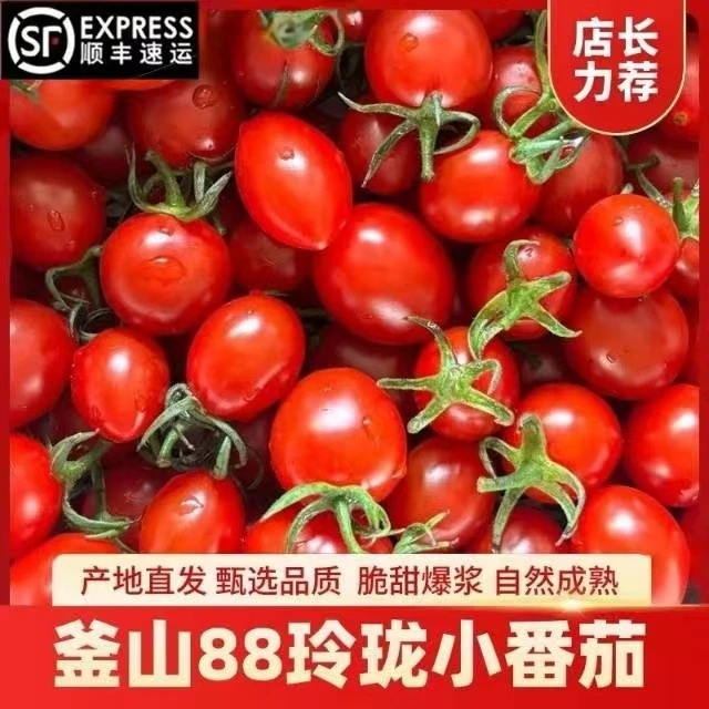 【顺丰包邮】正宗山东釜山88超甜爆汁樱桃玲珑小番茄小柿子现摘现发
