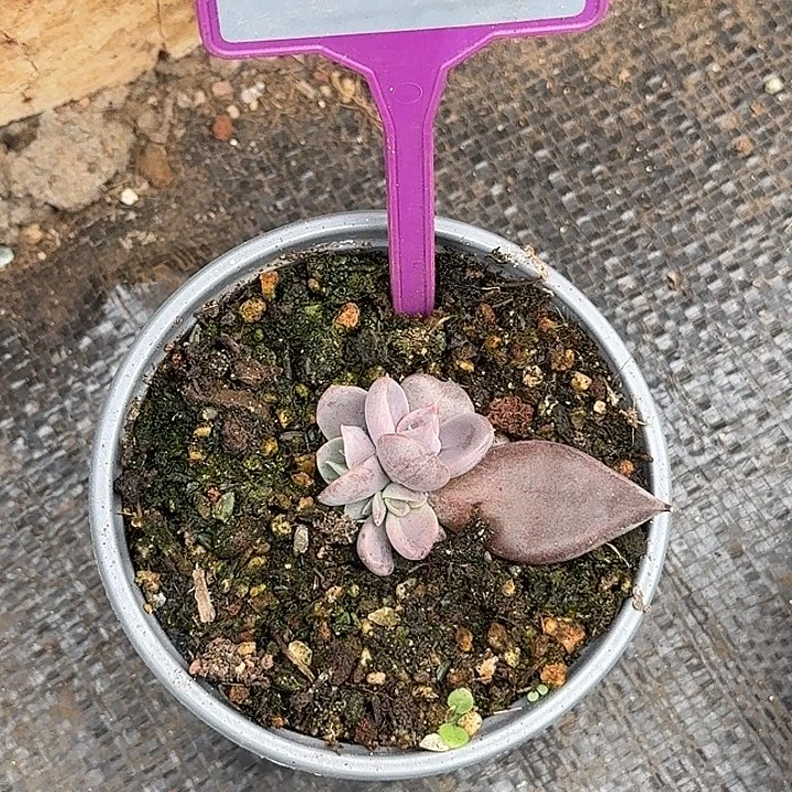 多肉植物战胜群838