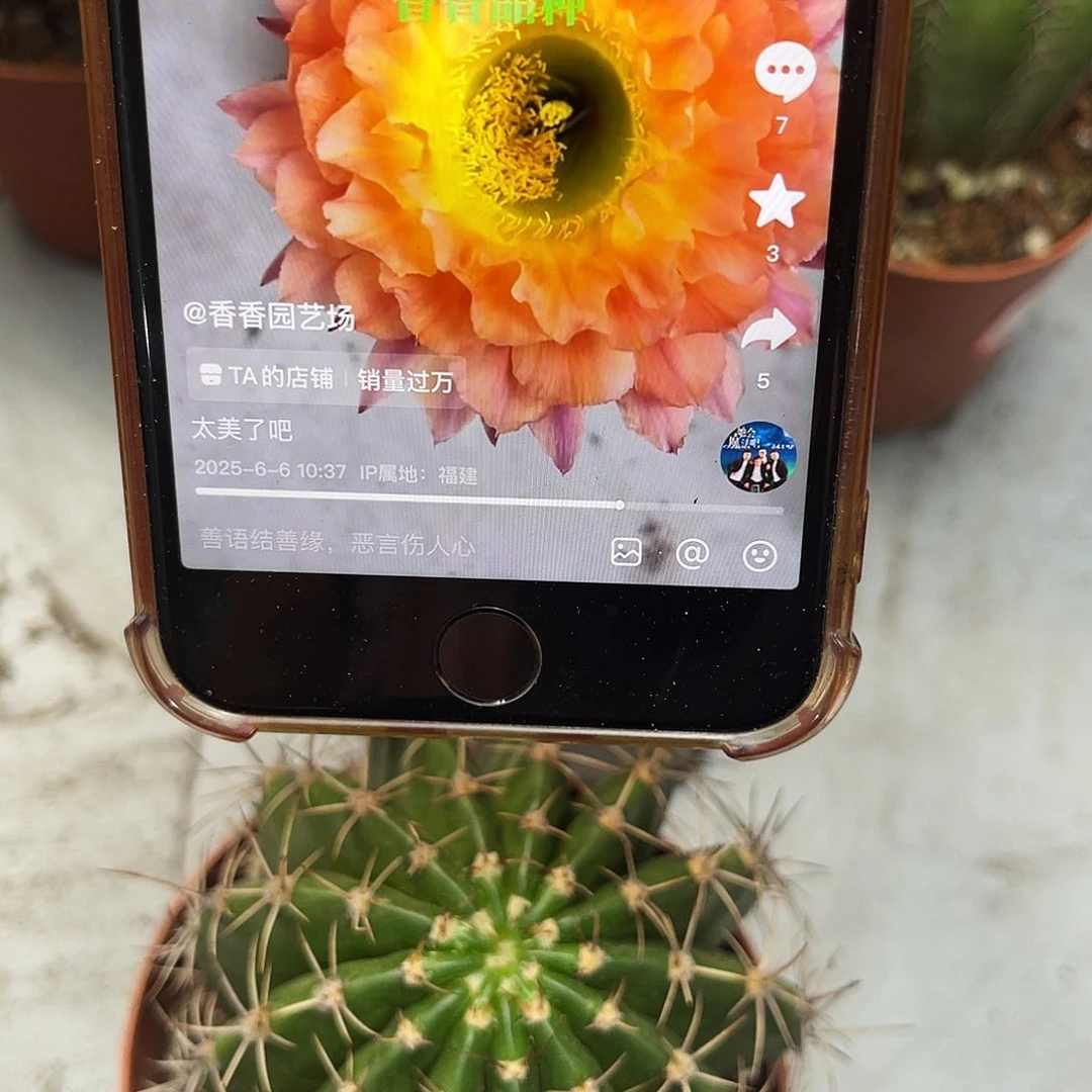 彩草67号7.5公分左右