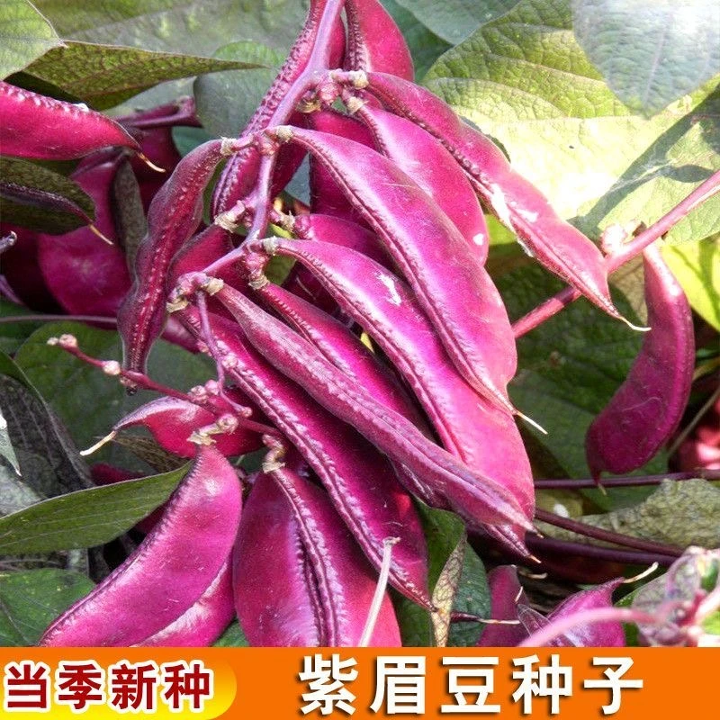 【紫红眉豆种子】摘不败紫红眉豆种春秋冬季红扁豆红梅豆蔬菜种子
