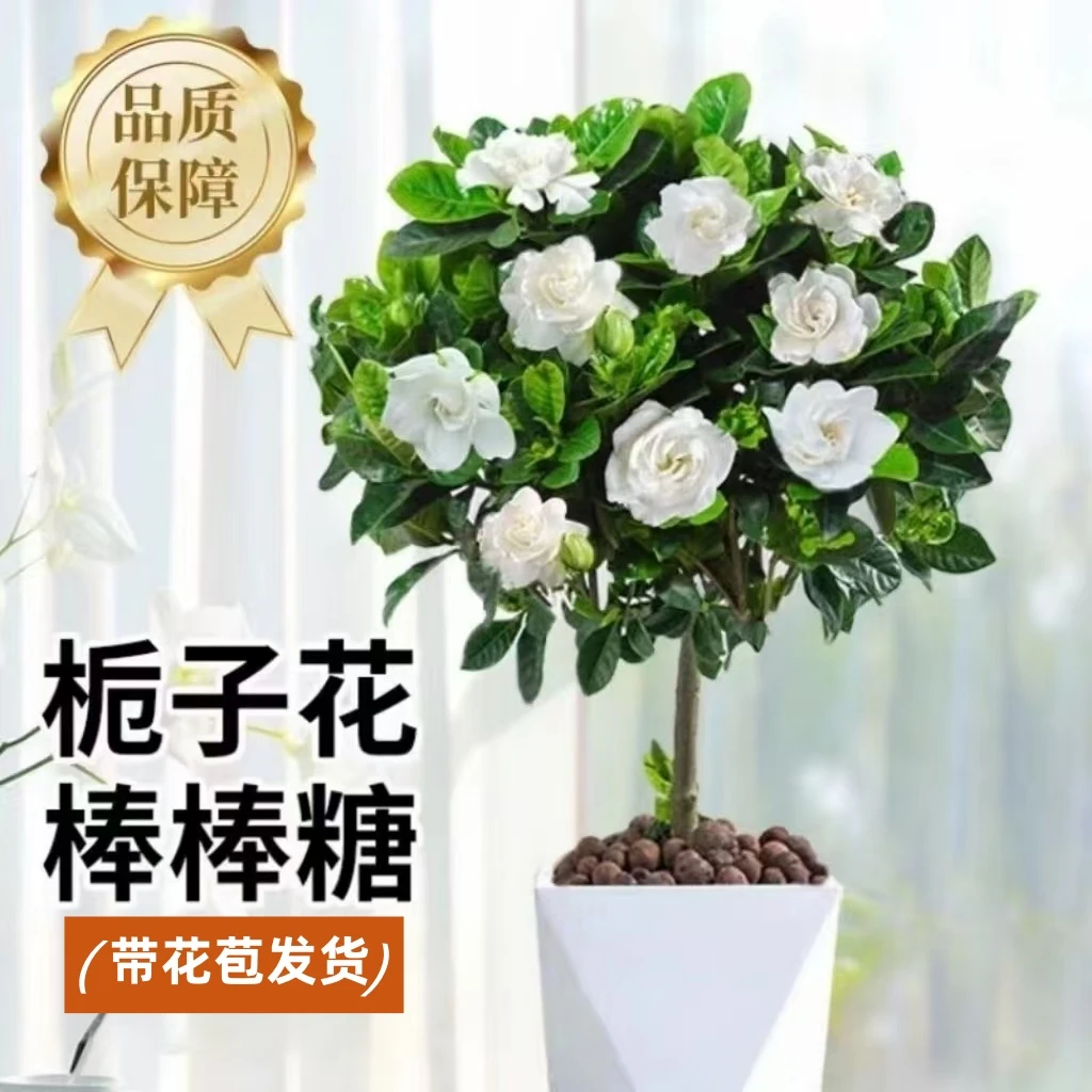 230#栀子花棒棒糖盆栽室内阳台带花苞庭院独杆大叶树苗浓香型