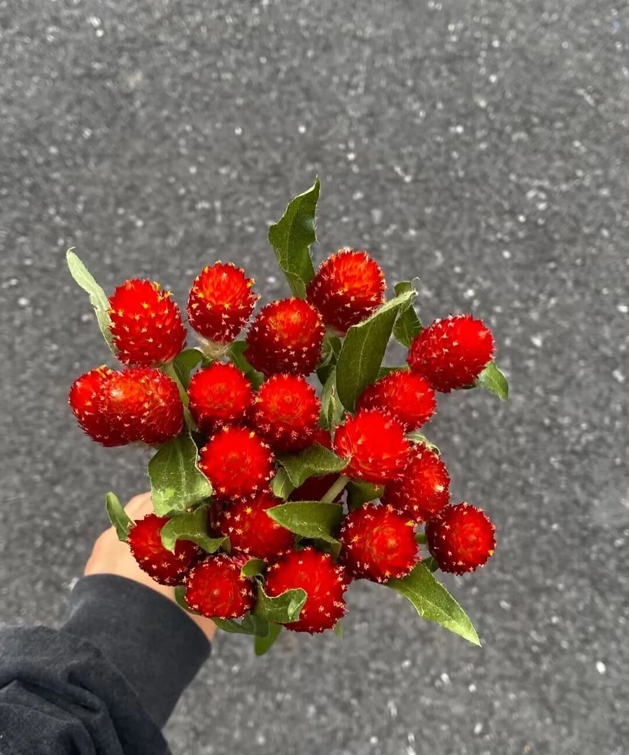 【买一送一】红色   单头千日红 小草莓花束配花云南鲜花水养