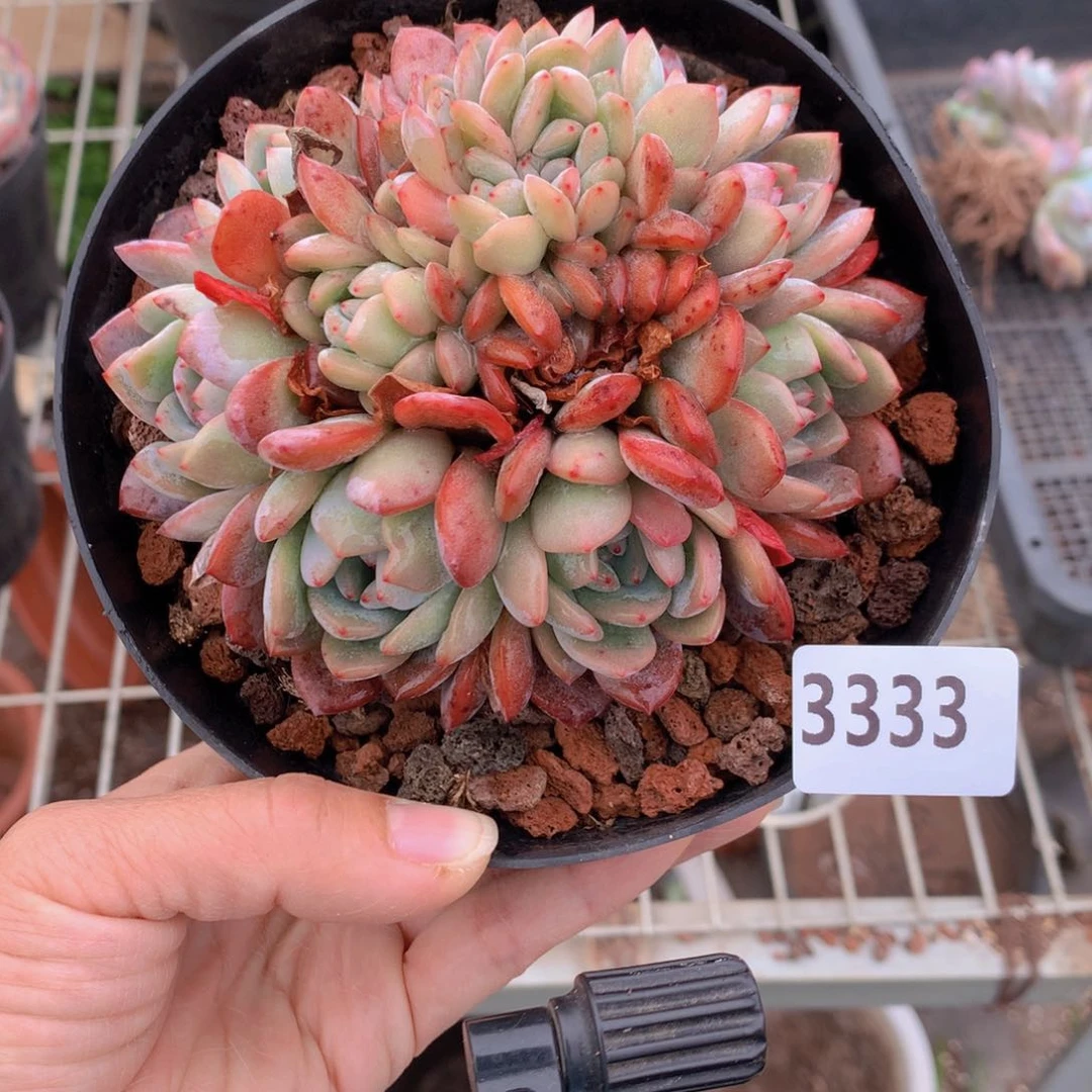 香*兰3333全明星多头一个多礼拜又来了我