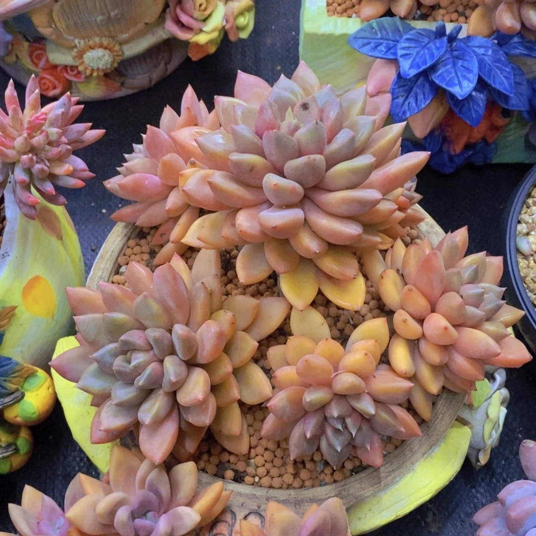 多肉植物多肉植物