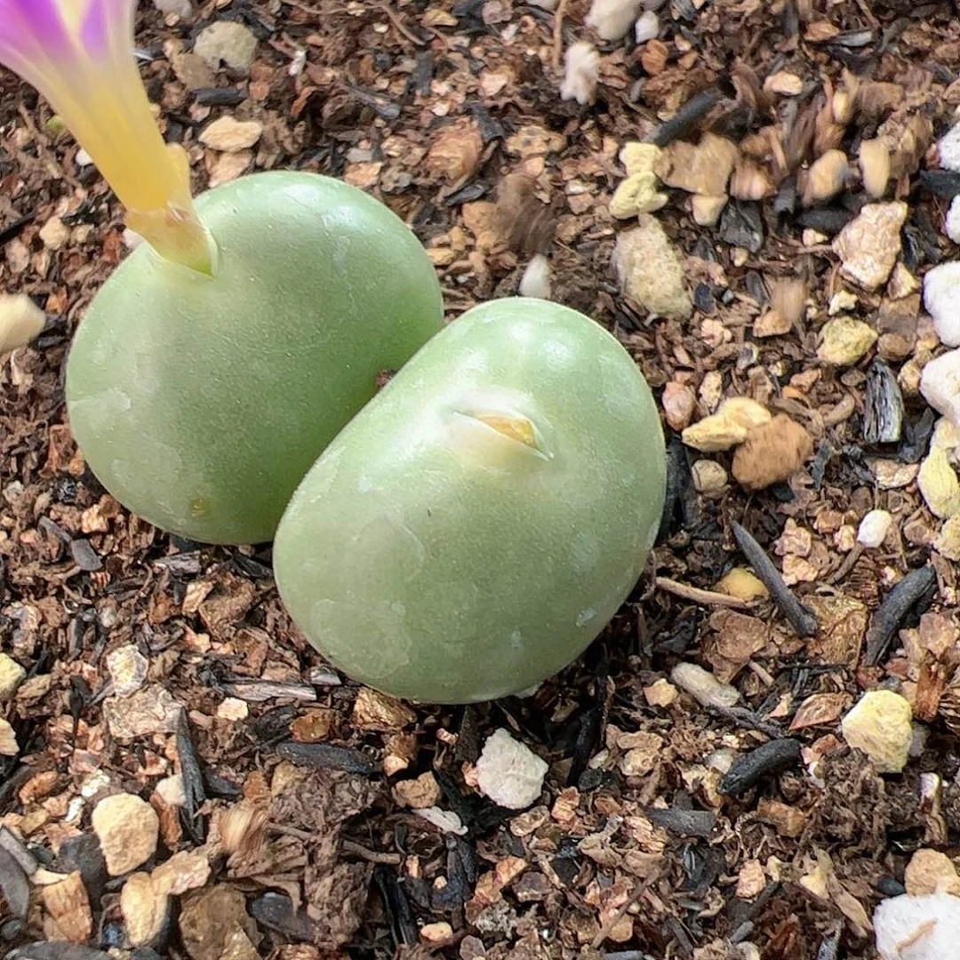 【闪购商品】74 嘟嘴拳拳