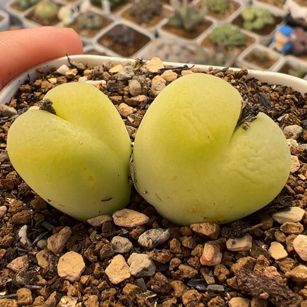 054多肉植物种类多样