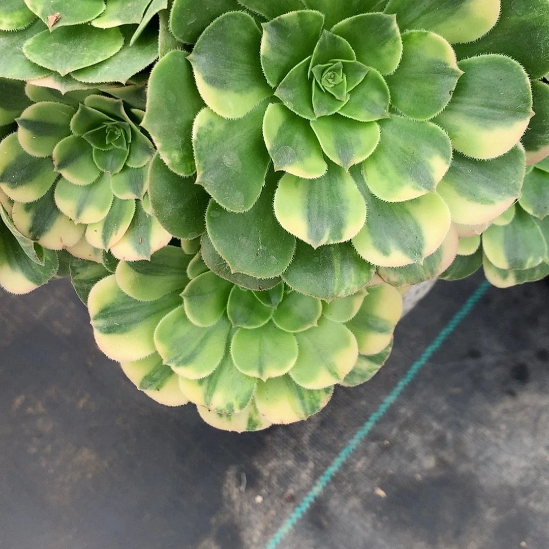 温***馨完全开放法师图片多植物