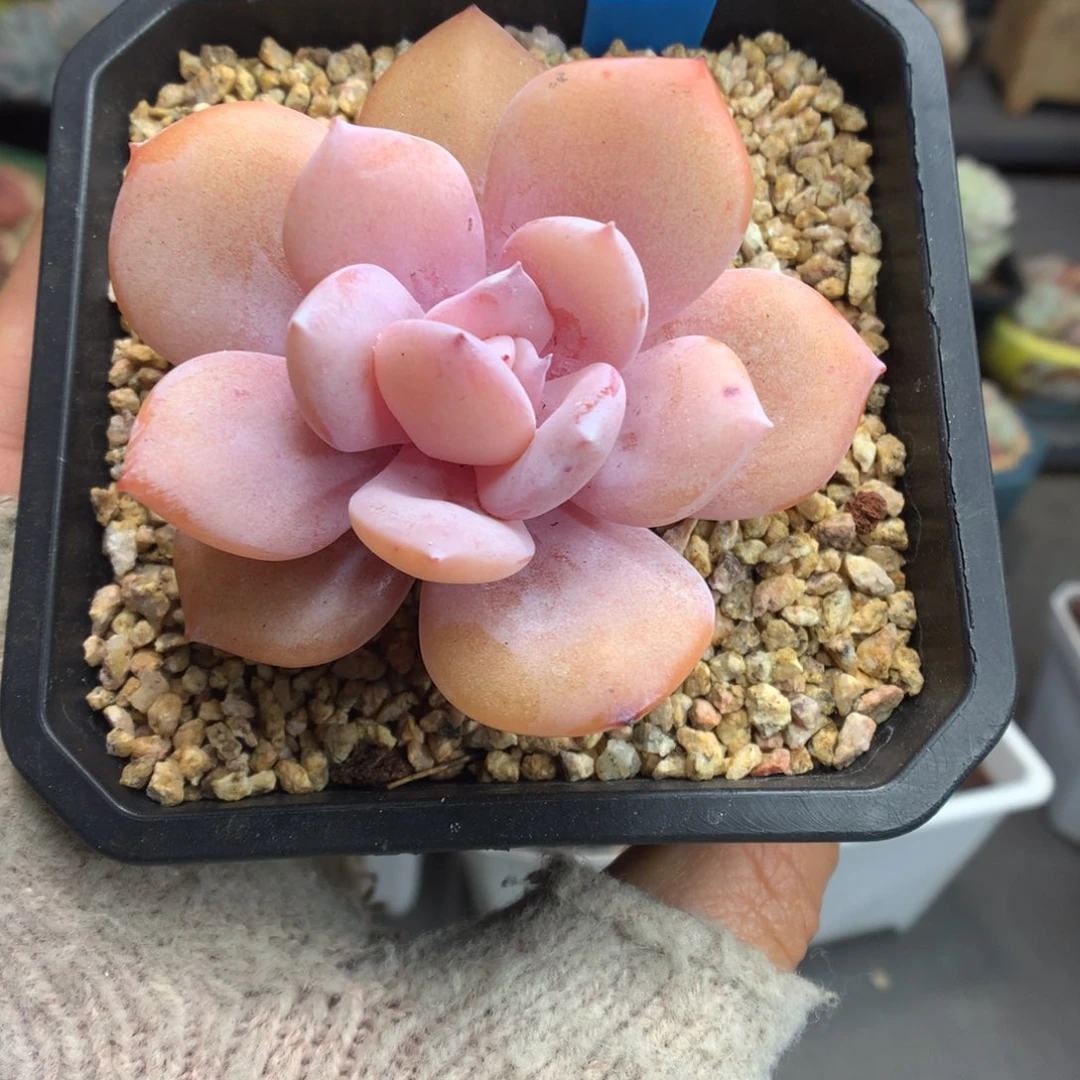 472奶茶多肉植物一物一拍