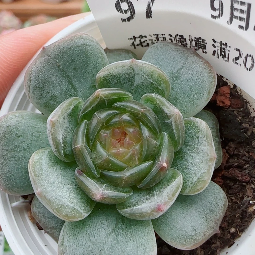 花语逸镜0925-97白恋