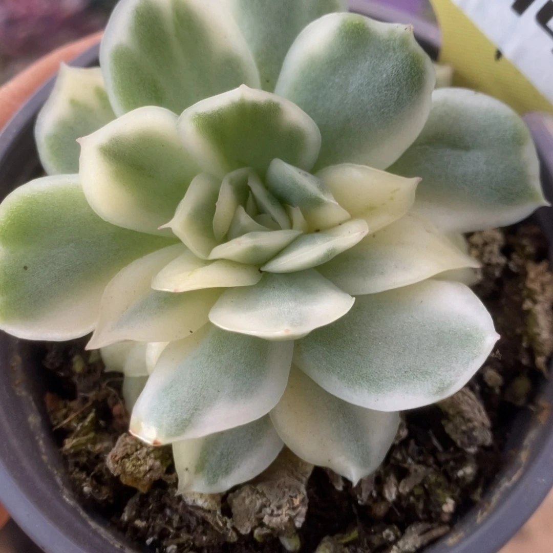 440仙影锦锦锦锦锦锦锦