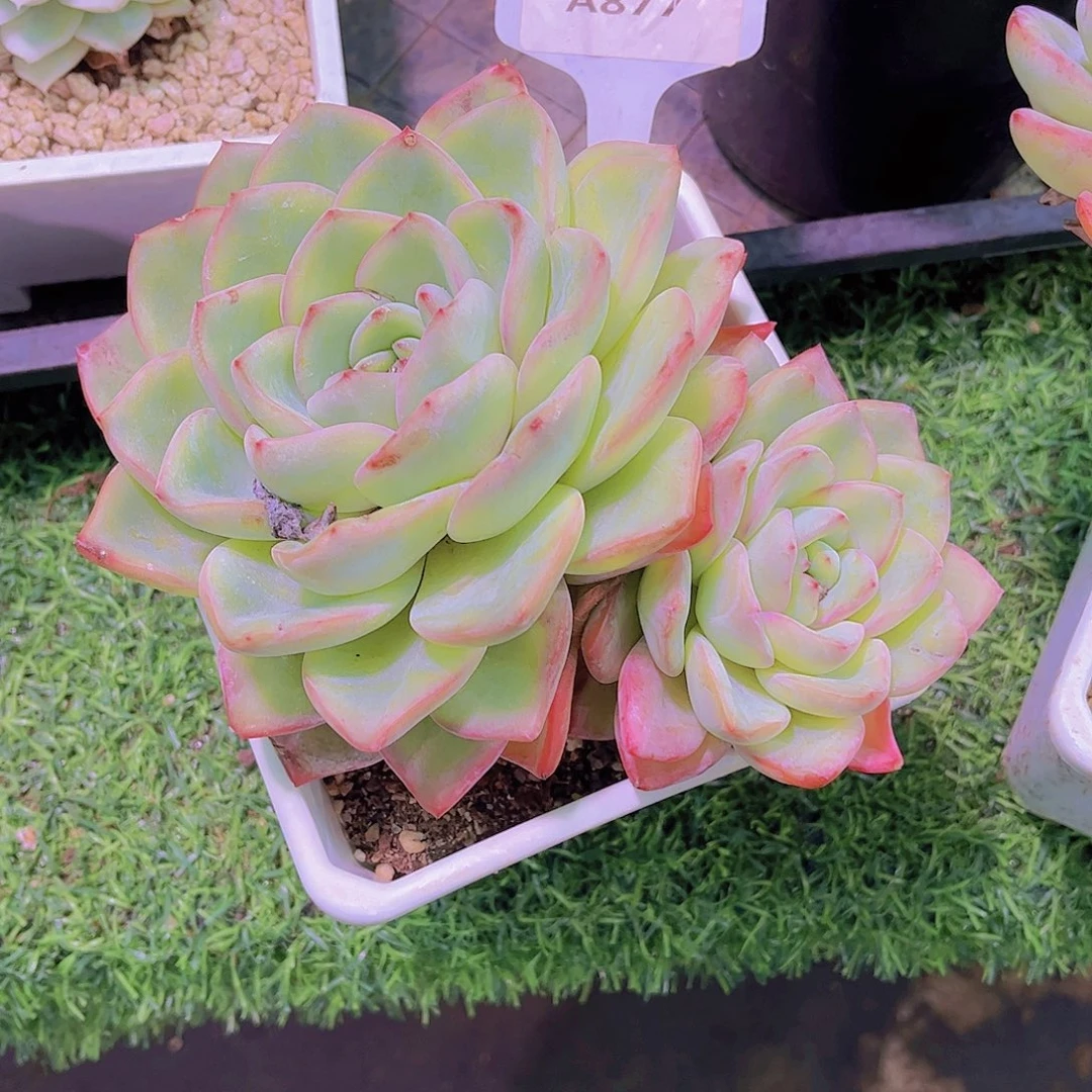 嘻***怪泡芙Ａ877号一颗一物一拍
