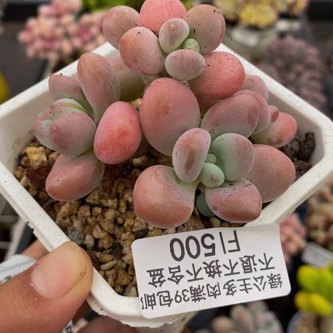500花朵洛神多肉7cm