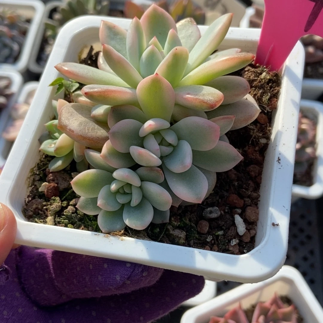 114梦露锦多肉植物