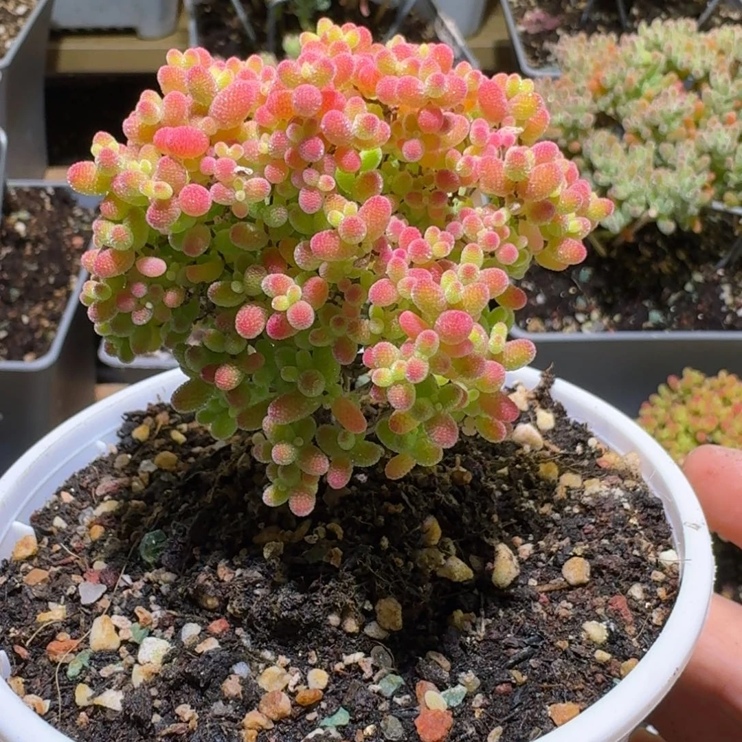 蜜橘糖球枝干番杏346