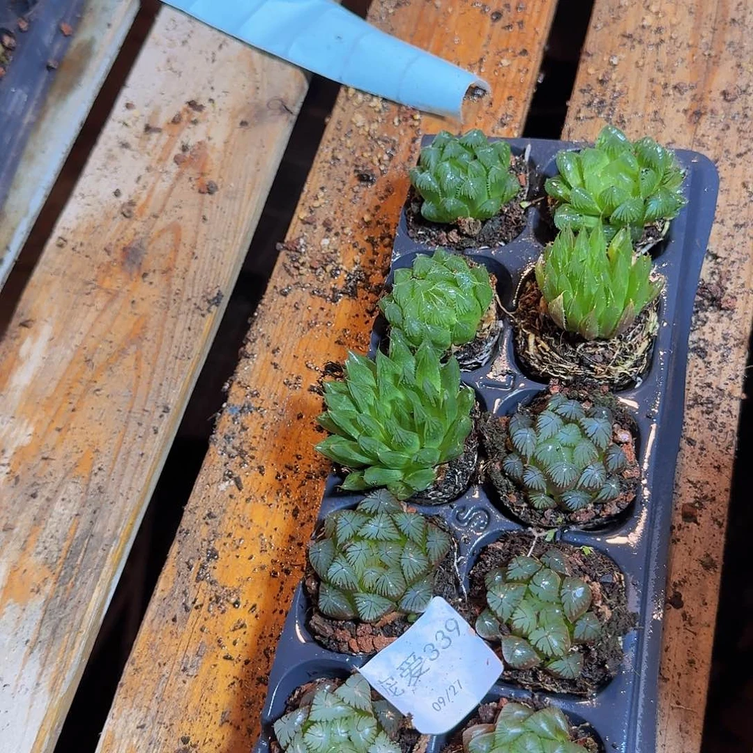 直播福利一物一拍339