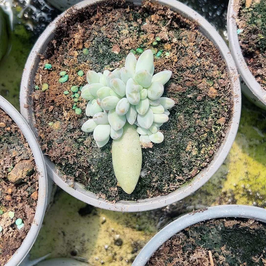 【闪购商品】无花朵虞企鹅福利